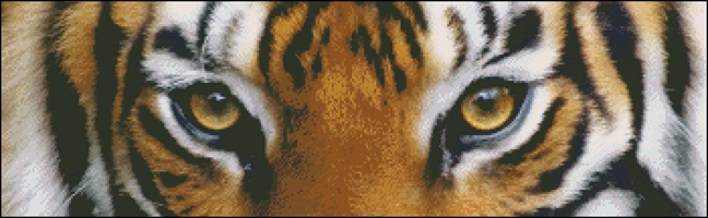 Snippet Tiger Stare